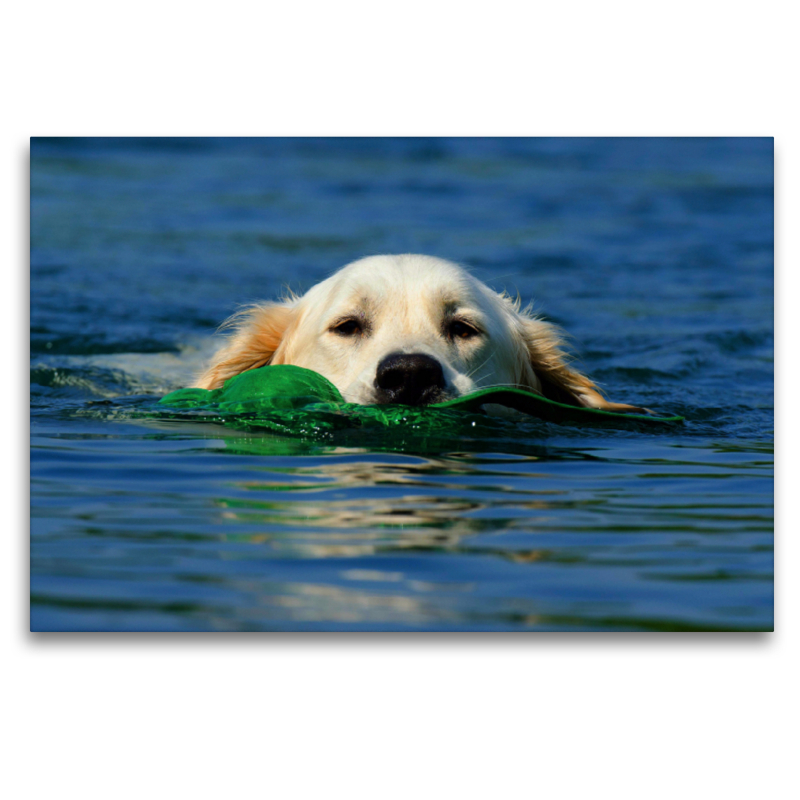 Schwimmender Hund