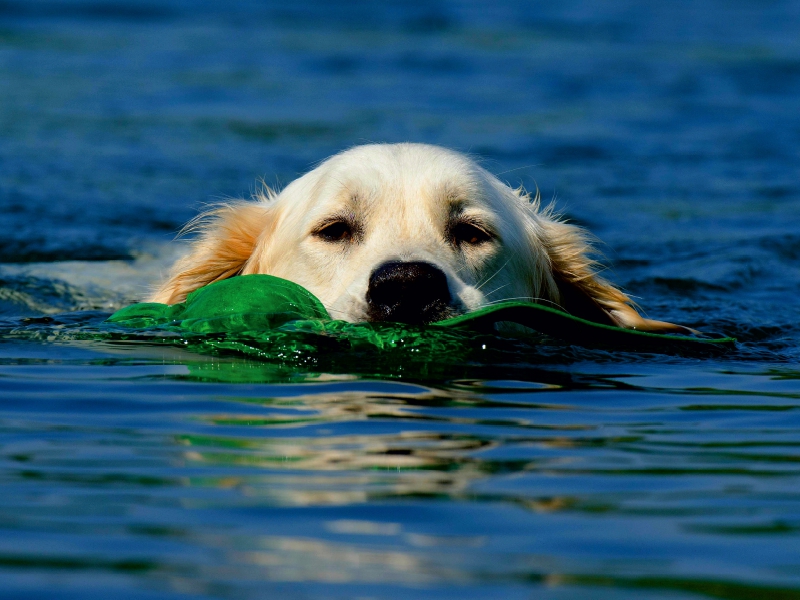 Schwimmender Hund