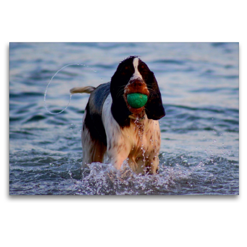 Sigi - Hund spielt im Wasser