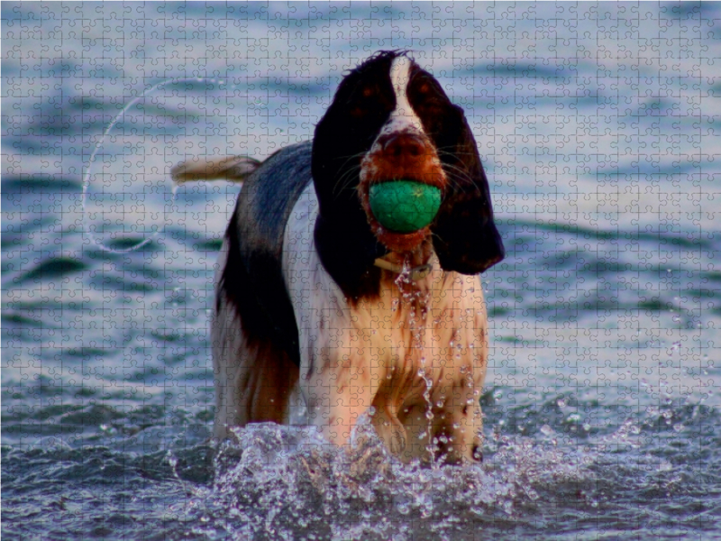 Sigi - Hund spielt im Wasser