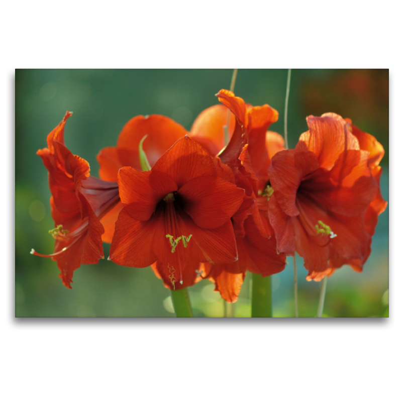 Amaryllis