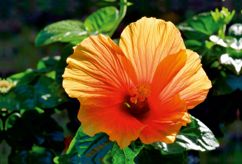 Hibiskus