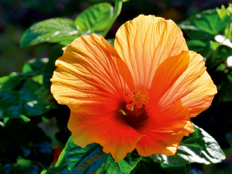 Hibiskus