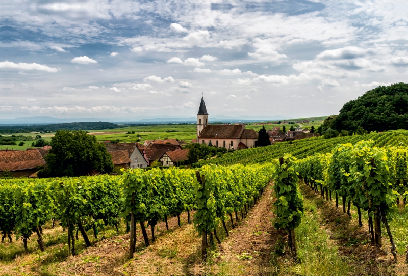 Weinberge