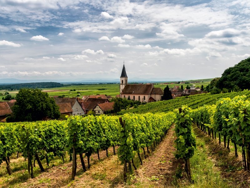 Weinberge