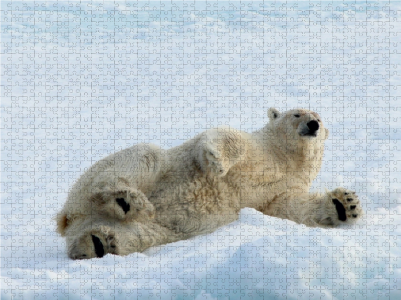 Ein Motiv aus dem Kalender Eisbären - Könige der Arktis