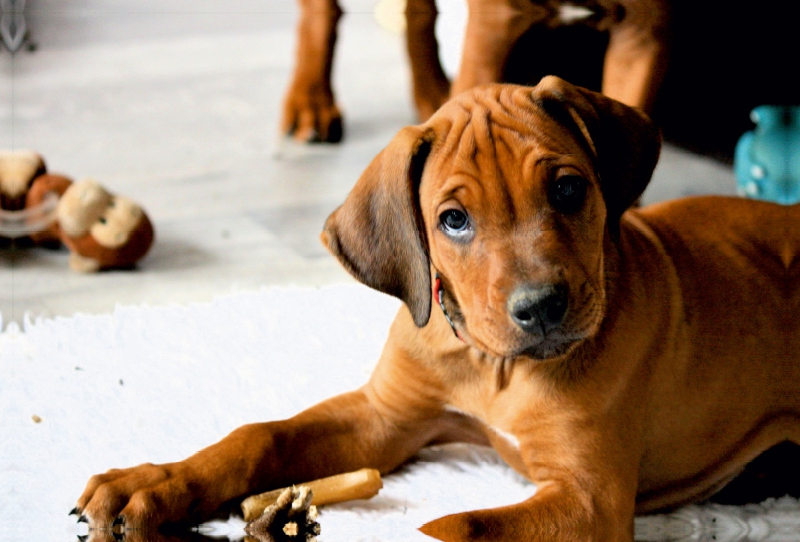 Rhodesian Ridgeback Rüde