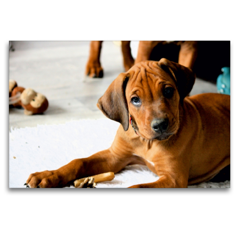 Rhodesian Ridgeback Rüde