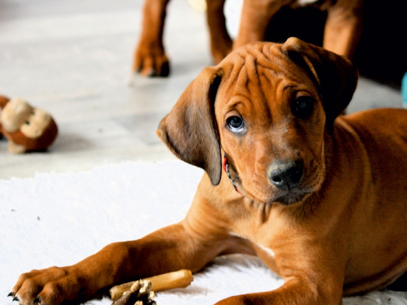 Rhodesian Ridgeback Rüde