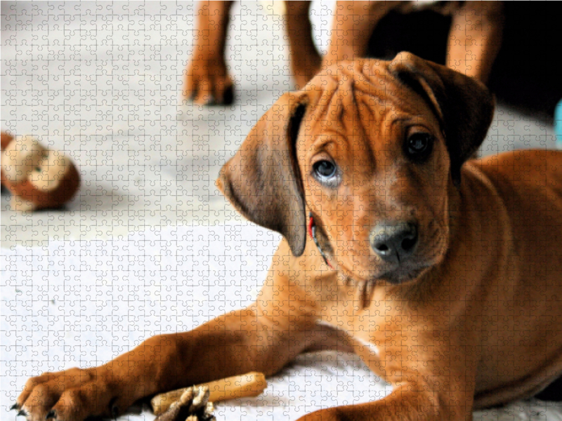 Rhodesian Ridgeback Rüde