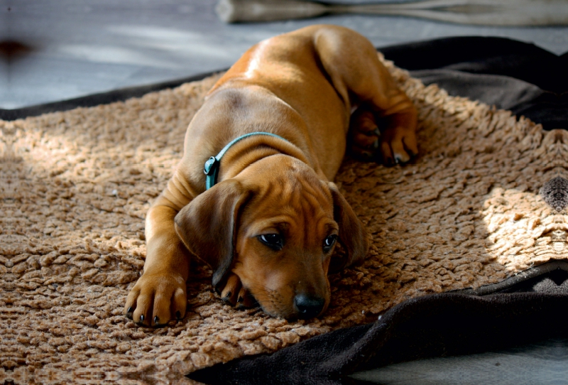 Rhodesian Ridgeback Hündin