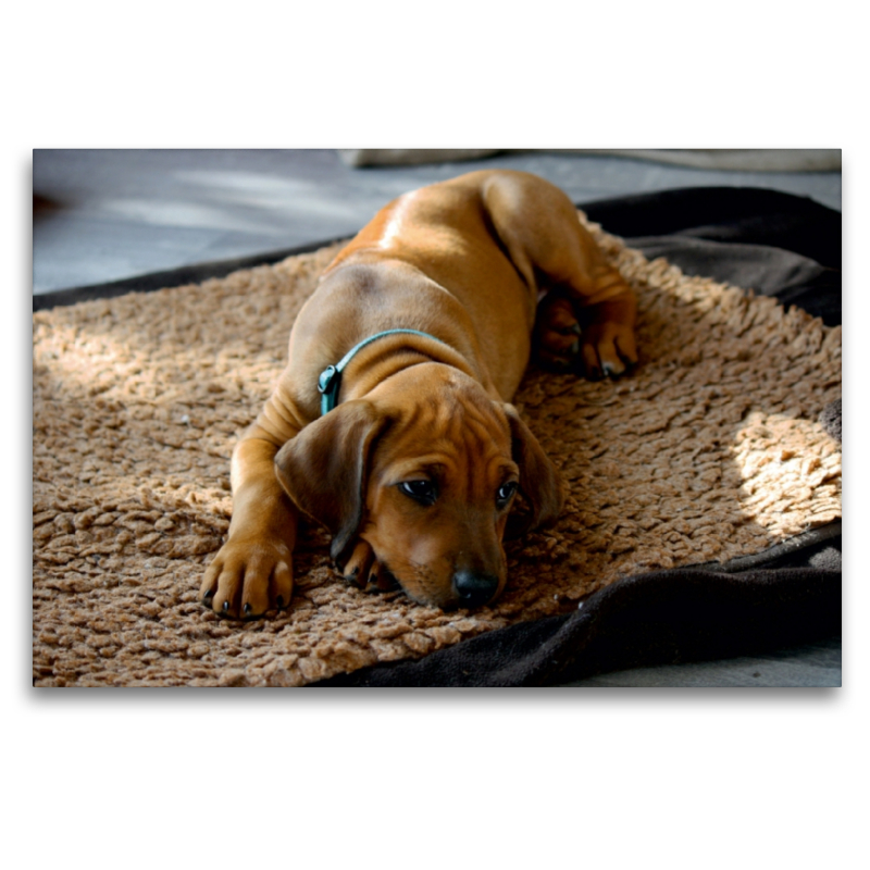 Rhodesian Ridgeback Hündin