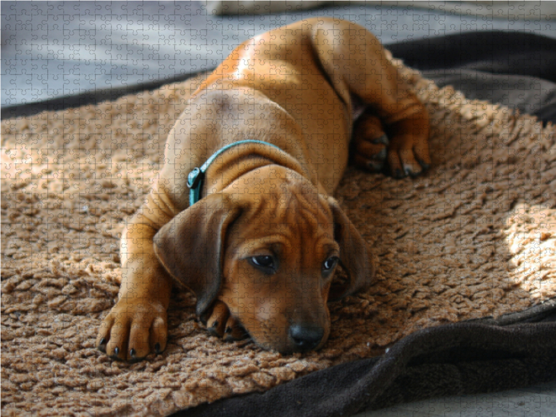 Rhodesian Ridgeback Hündin