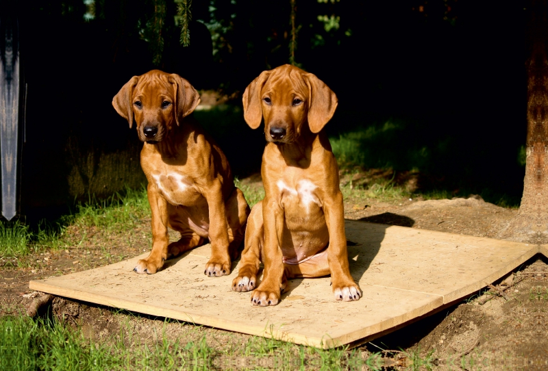 Rhodesian Ridgeback Hündinnen