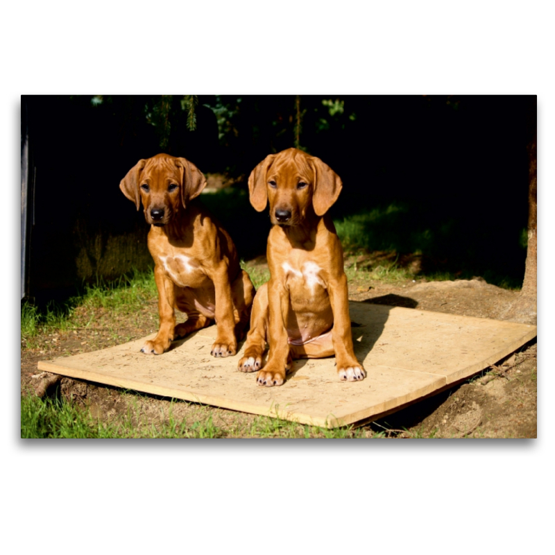 Rhodesian Ridgeback Hündinnen