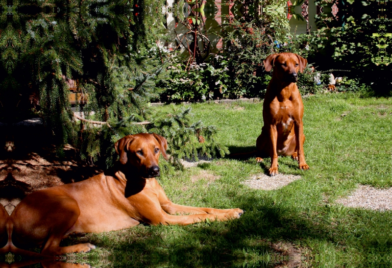 Rhodesian Ridgeback Hündinnen