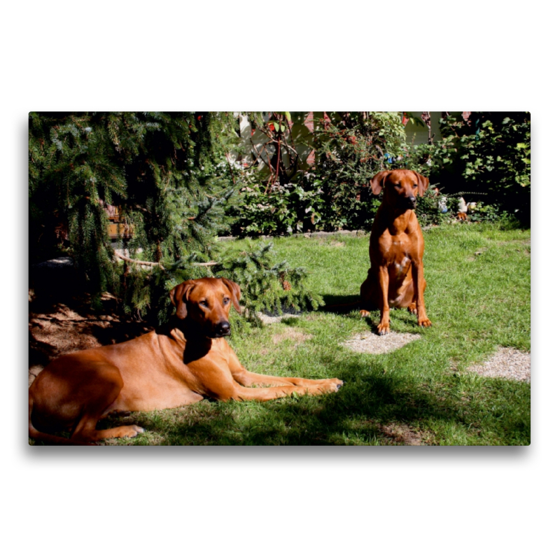 Rhodesian Ridgeback Hündinnen