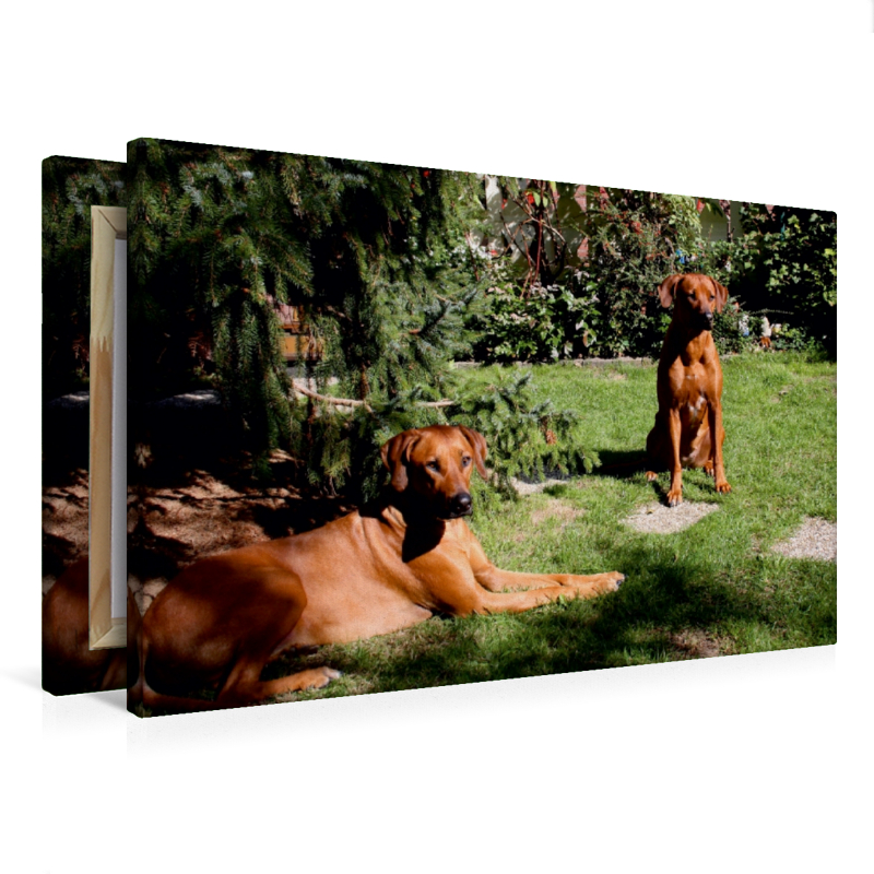 Rhodesian Ridgeback Hündinnen