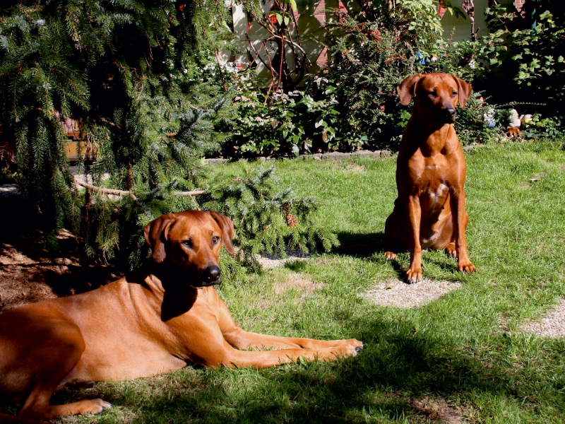 Rhodesian Ridgeback Hündinnen