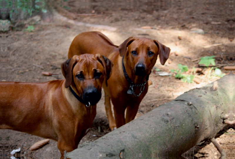 Rhodesian Ridgeback