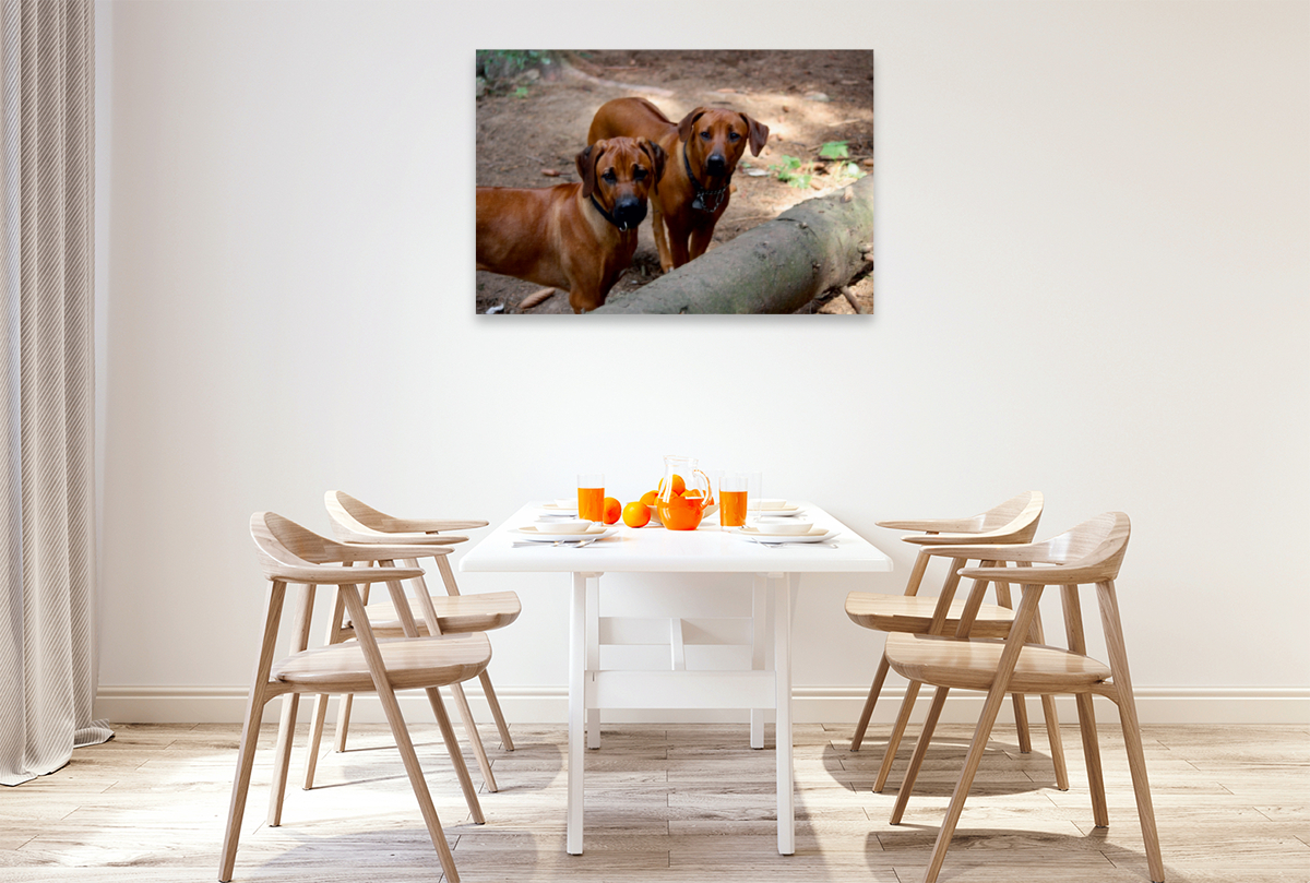 Rhodesian Ridgeback