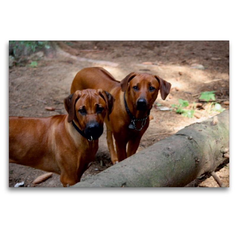 Rhodesian Ridgeback