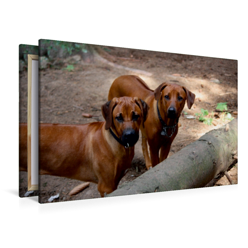 Rhodesian Ridgeback