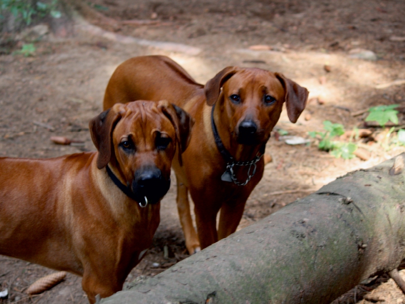 Rhodesian Ridgeback