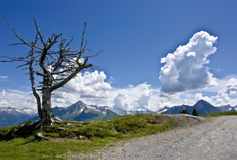 Auf dem Penken, oberhalb Mayrhofen, Zillertal