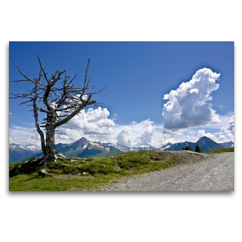 Auf dem Penken, oberhalb Mayrhofen, Zillertal