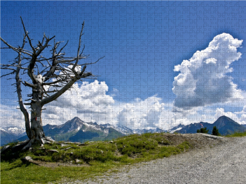 Auf dem Penken, oberhalb Mayrhofen, Zillertal