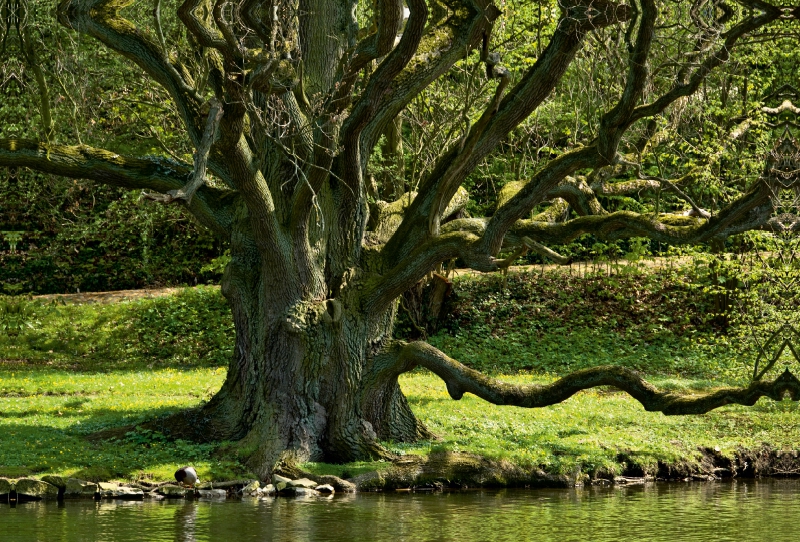 Eiche, Schloßpark Bückeburg