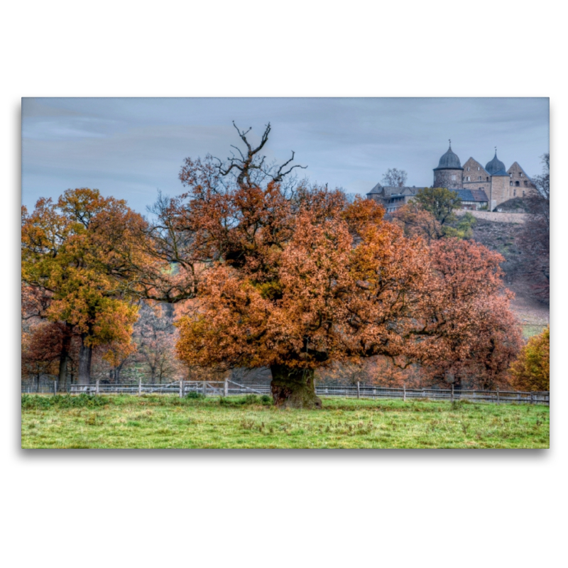 Alte Eiche im Tierpark Sababurg