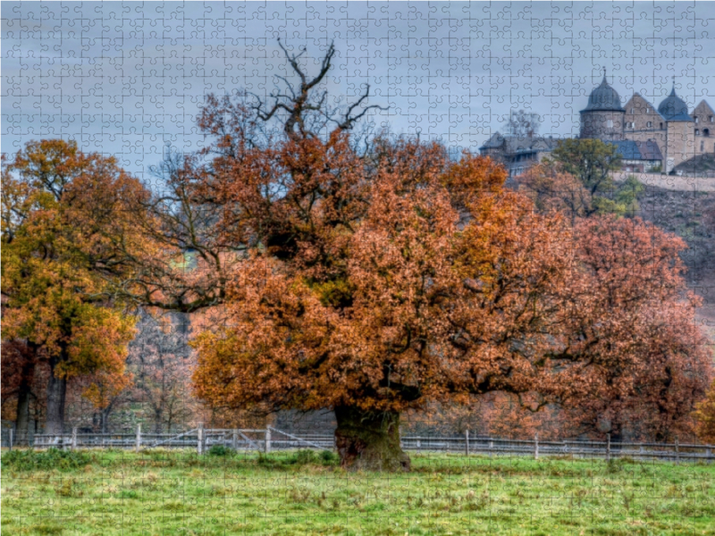 Alte Eiche im Tierpark Sababurg