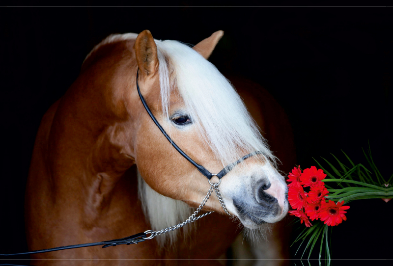 Haflingerhengst mit Blume