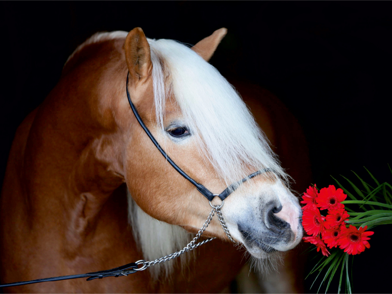 Haflingerhengst mit Blume