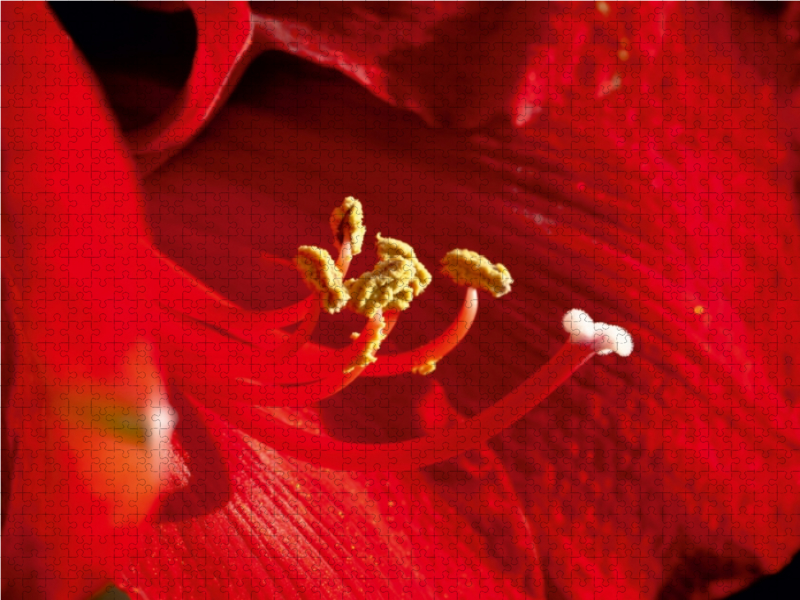 Amaryllis