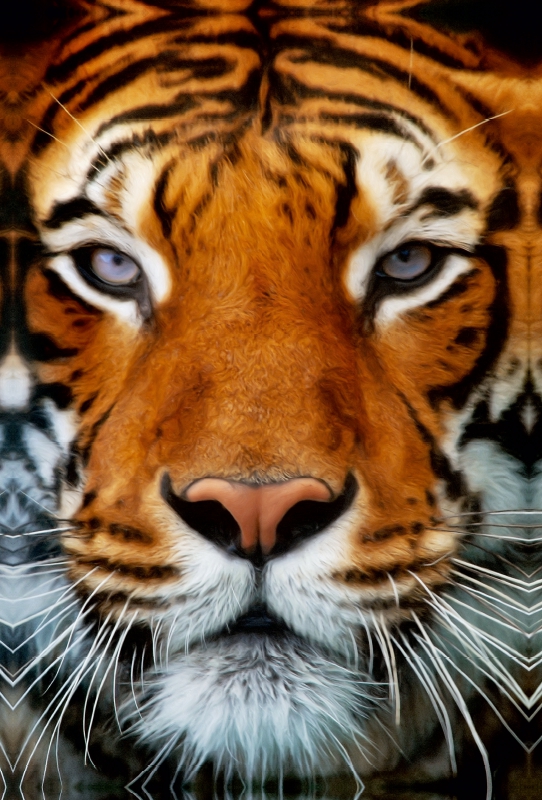 Tiger Portrait