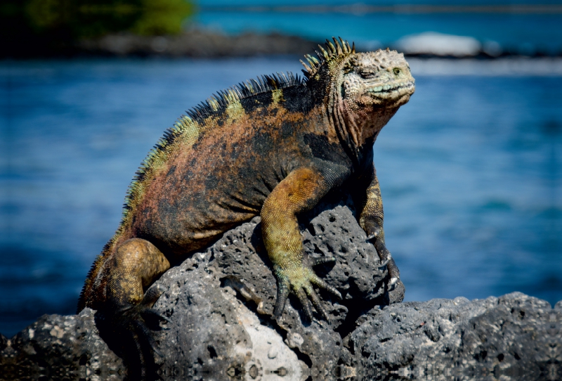 Ein Motiv aus dem Kalender Leguane auf Galapagos