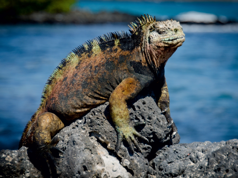 Ein Motiv aus dem Kalender Leguane auf Galapagos