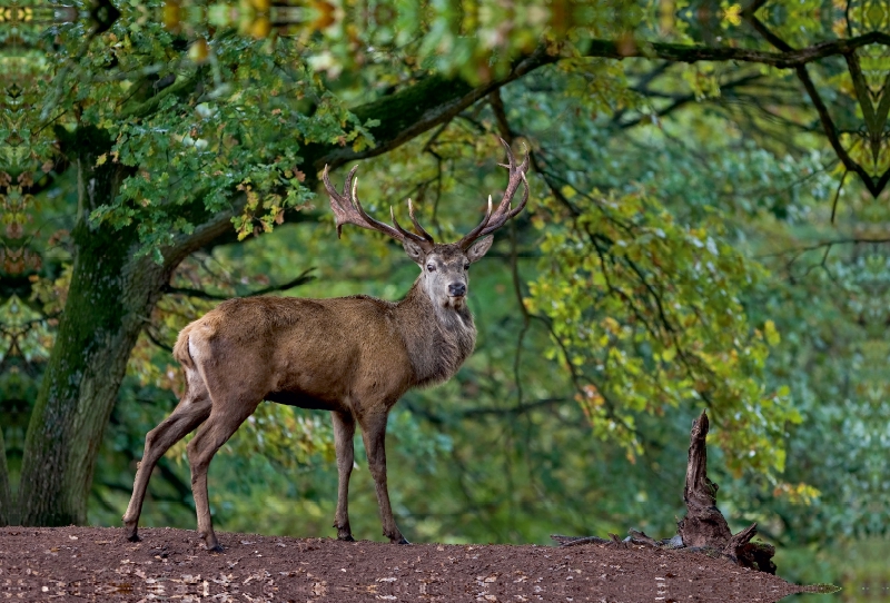 König des Waldes