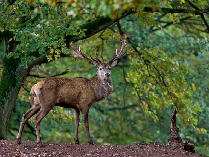 König des Waldes