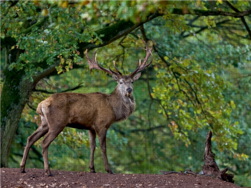 König des Waldes