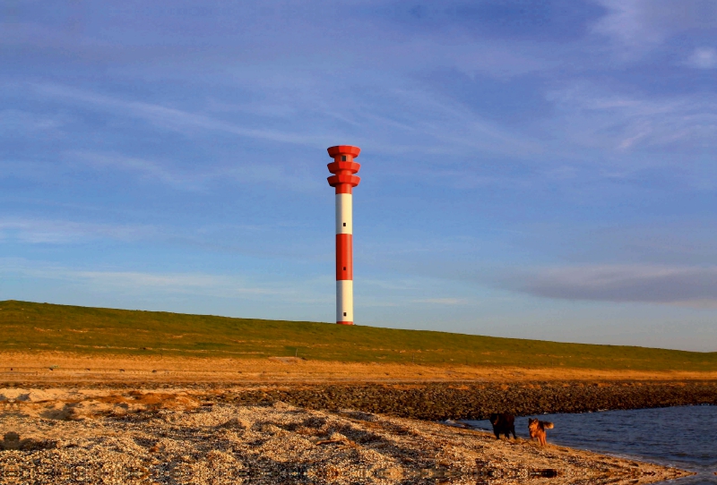 Spielende Hunde in der Abendsonne am Strand