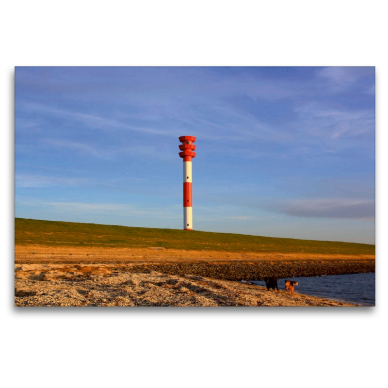 Spielende Hunde in der Abendsonne am Strand