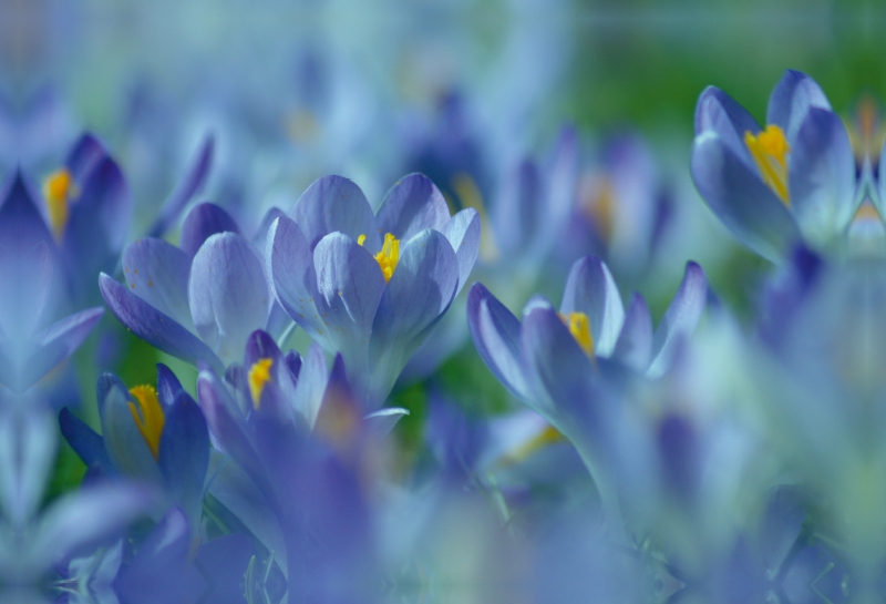 Frühlingstraum in Blau