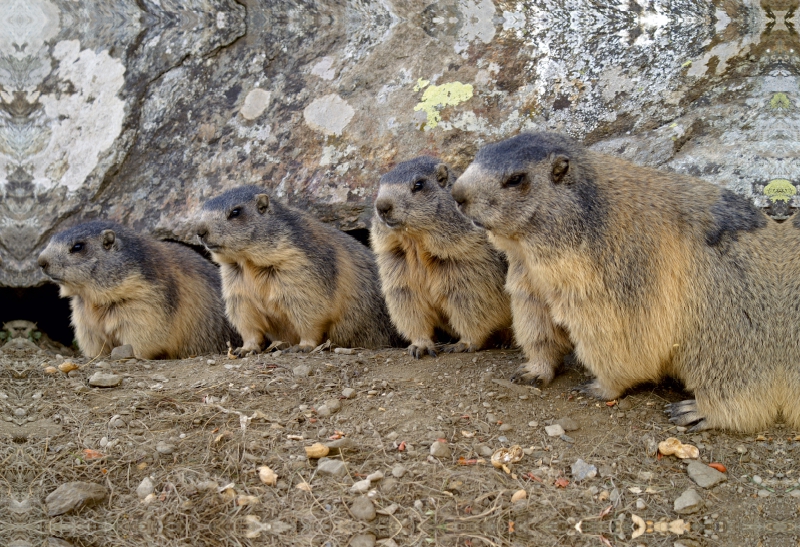 Verspielte Murmeltiere - unterwegs in Saas Fee / Schweiz