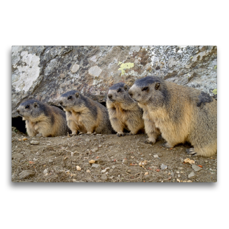 Verspielte Murmeltiere - unterwegs in Saas Fee / Schweiz