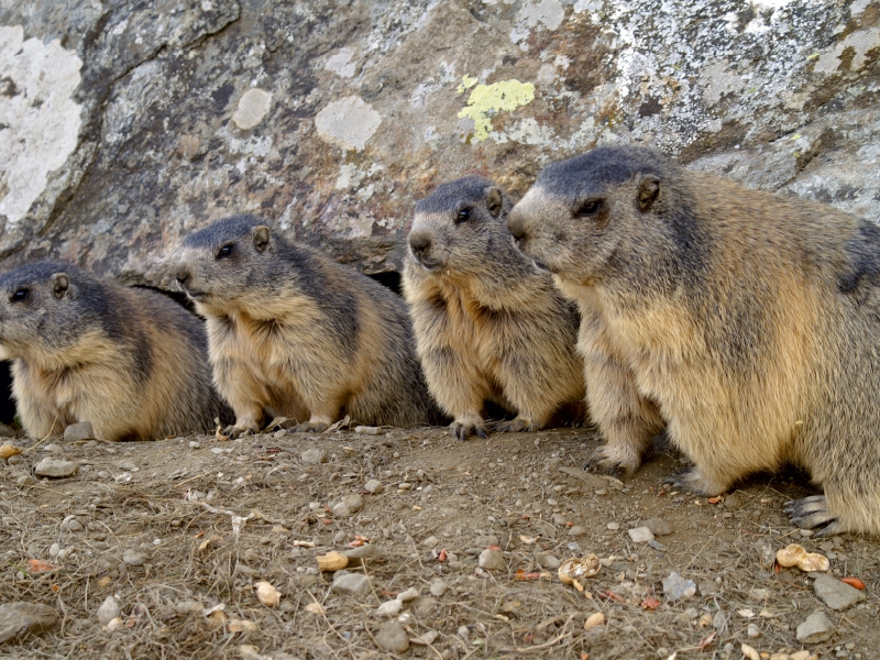 Verspielte Murmeltiere - unterwegs in Saas Fee / Schweiz