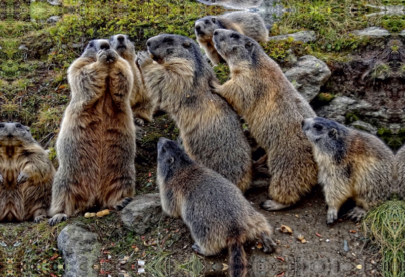 Rasselbande. Verspielte Murmeltiere in Saas Fee